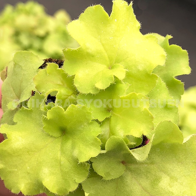 楽天市場 ツボサンゴ ヒューケラ レモン スプリウム おぎはら植物園