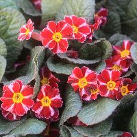 楽天市場 プリムラ ダークロザリーン おぎはら植物園