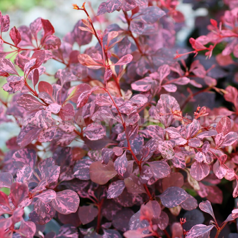 楽天市場 紅メギ ローズグロー おぎはら植物園