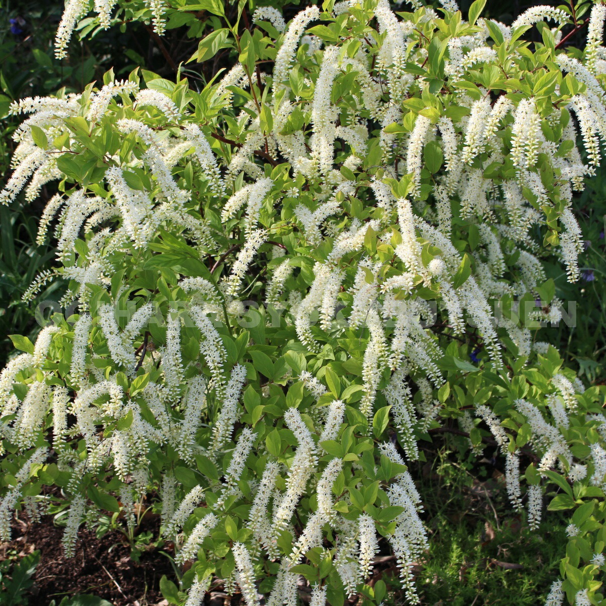 楽天市場 コバノズイナ ヘンリーズ ガーネット おぎはら植物園
