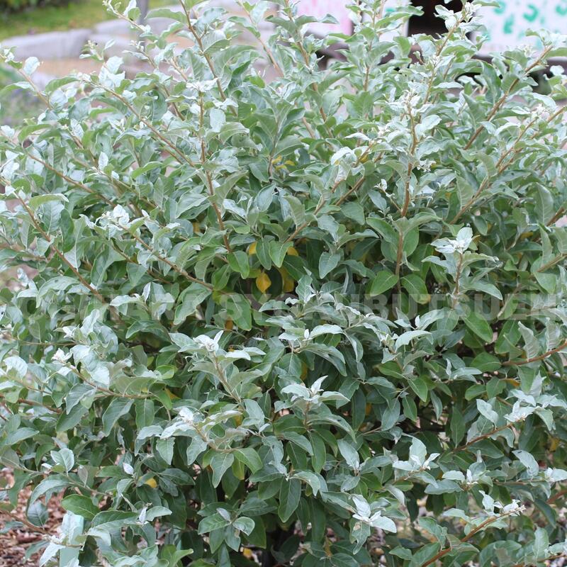 楽天市場】ネグンドカエデ 'フラミンゴ' : おぎはら植物園