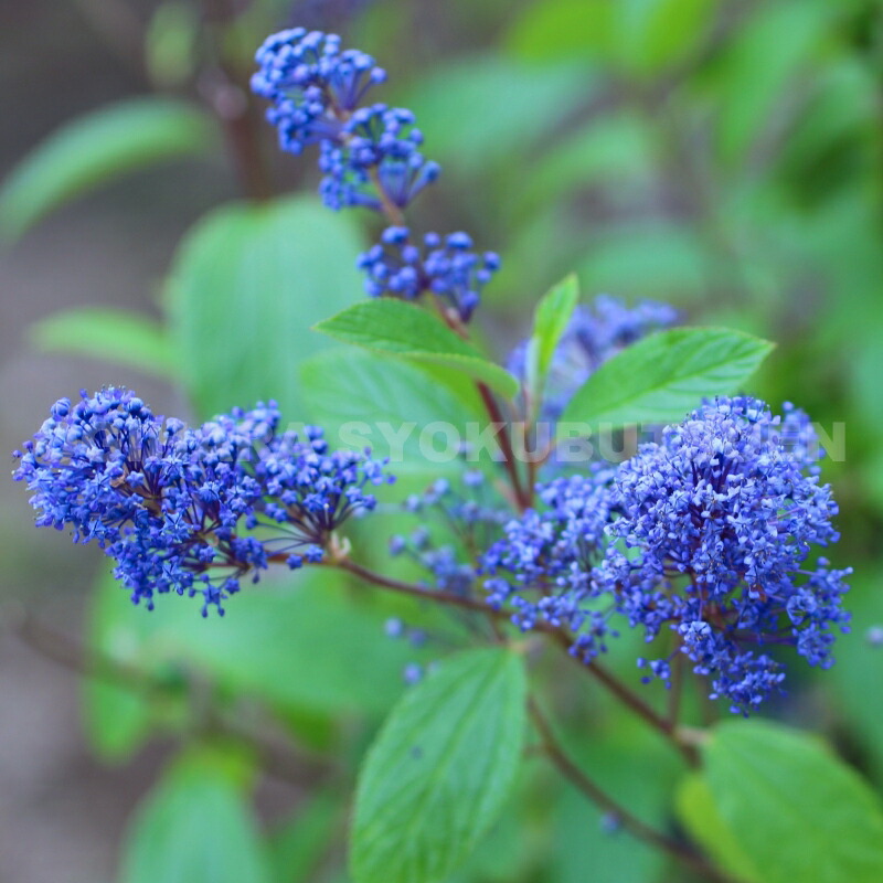 楽天市場】クレマチス マクロペタラ 'マークハムズ ピンク' 1年苗