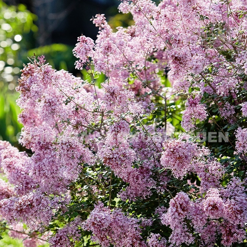 楽天市場 ドワーフライラック ジョシー おぎはら植物園