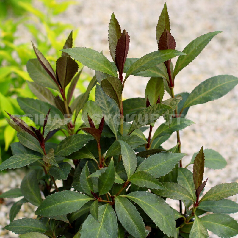 紫ミツバ クロミツバ 銅葉 5株 ムラサキミツバ(紫みつば)｜園芸日記byひな