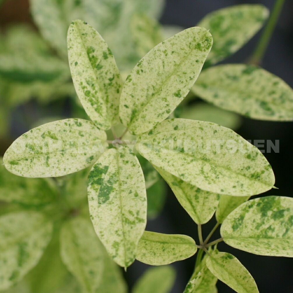 楽天市場 斑入りアケビ おぎはら植物園