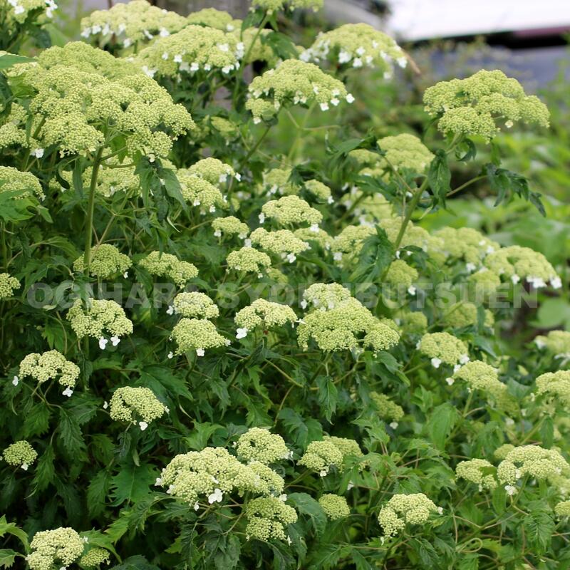 楽天市場】ヤマアジサイ八重白扇（ヤエハクセン） : おぎはら植物園