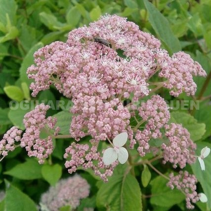 楽天市場 アジサイ ピンク ピンクッション おぎはら植物園