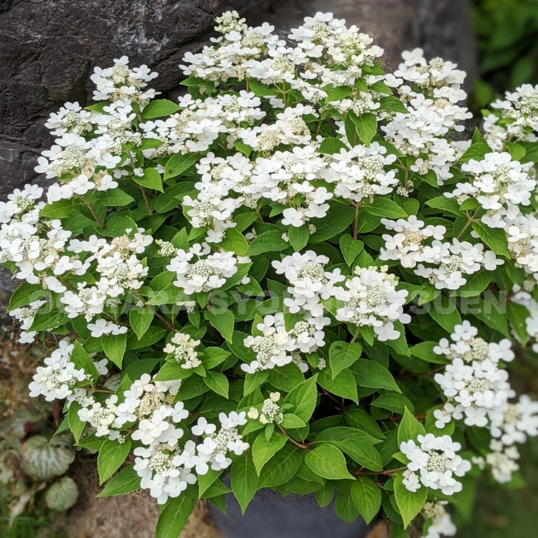 楽天市場 ノリウツギ ポールスター Pvp おぎはら植物園