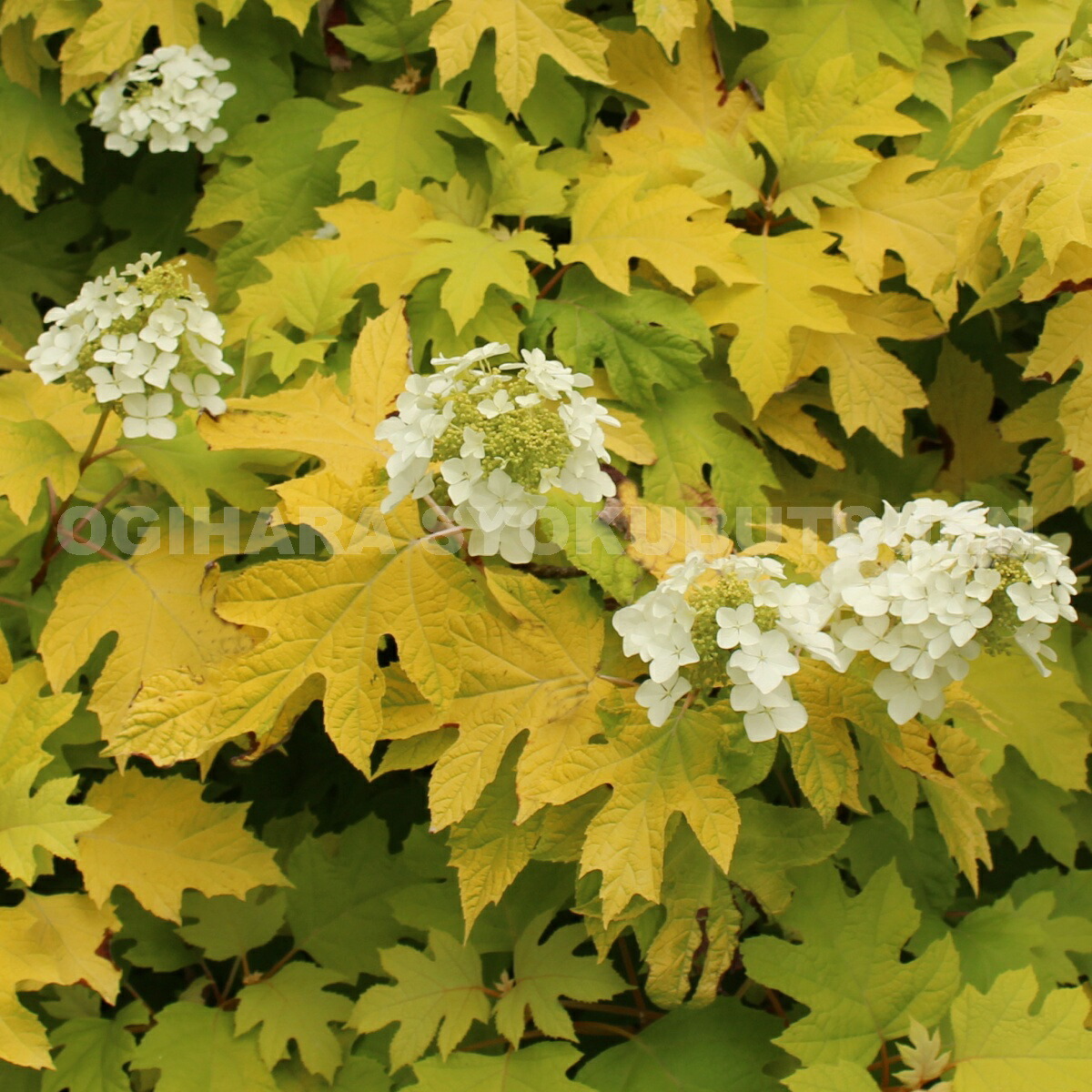 楽天市場 カシワバアジサイ リトルハニー おぎはら植物園