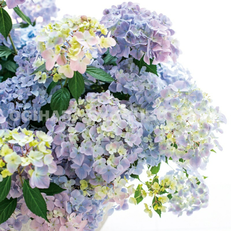 【花苗】PW正規品 ラグランジア オーロランジュ ②❤︎お花あり　新品種 ラグランジア® オーロランジュ | PROVEN WINNERS (PW)【植物の国際