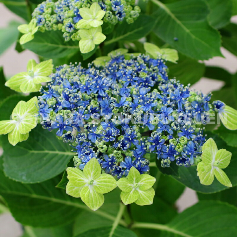 楽天市場】ヤマアジサイ八重白扇（ヤエハクセン） : おぎはら植物園