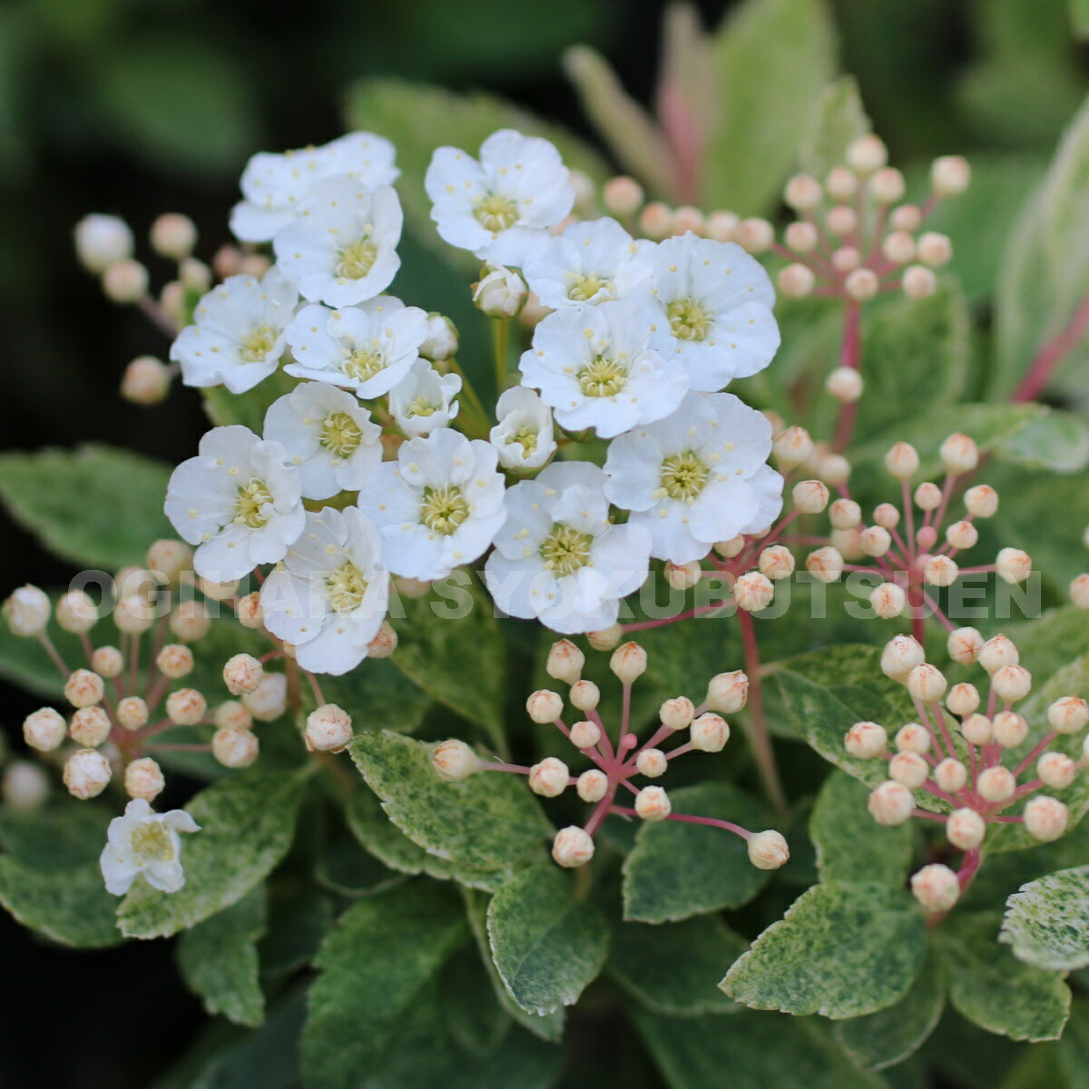 楽天市場 コデマリ ピンクアイス おぎはら植物園