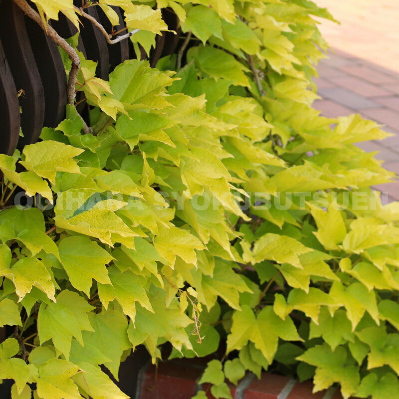 楽天市場】ネグンドカエデ 'フラミンゴ' : おぎはら植物園