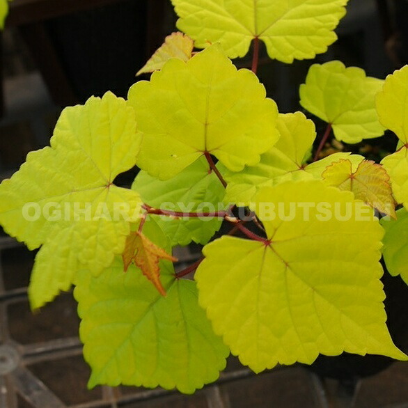 楽天市場】苗：斑入り野ブドウ*（ふいりのぶどう）野葡萄 : 遊恵盆栽