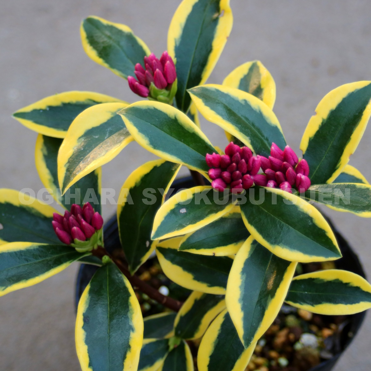 ☘️スペシャルイベント☘️♈️ 733⭐️極上⭐️【オレンジ】クリスマスローズ blue rose 