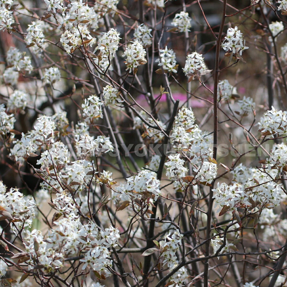 楽天市場 ジューンベリー ラマルキー おぎはら植物園