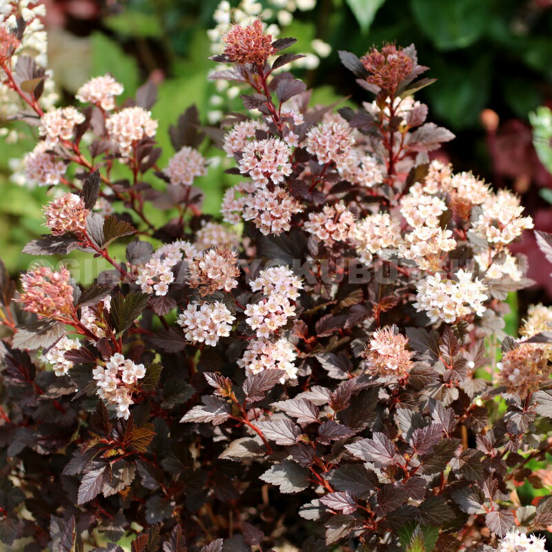 楽天市場】サルスベリ 'ブラックパール ライトピンク'(R) : おぎはら植物園