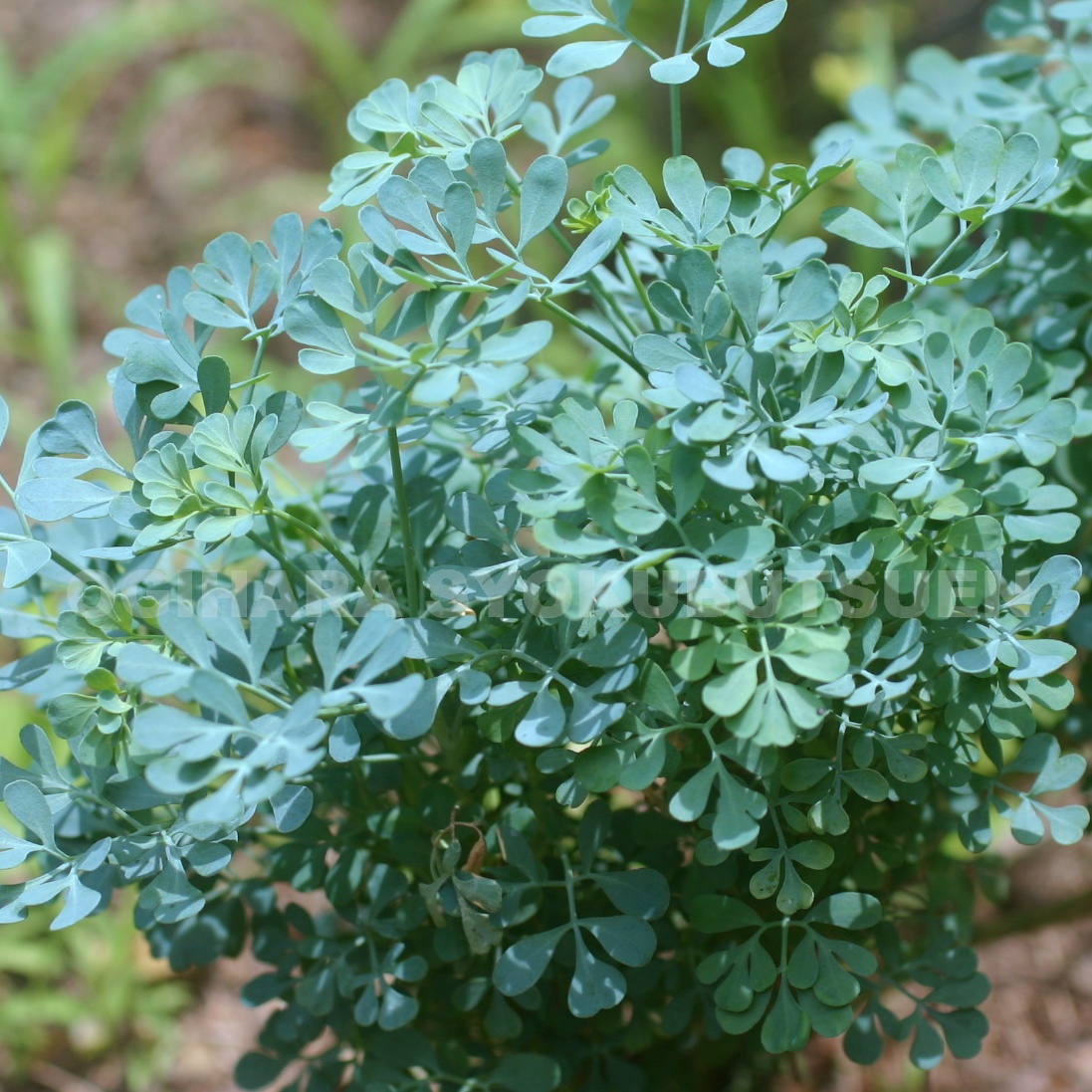 楽天市場 アルケミラ モリス おぎはら植物園