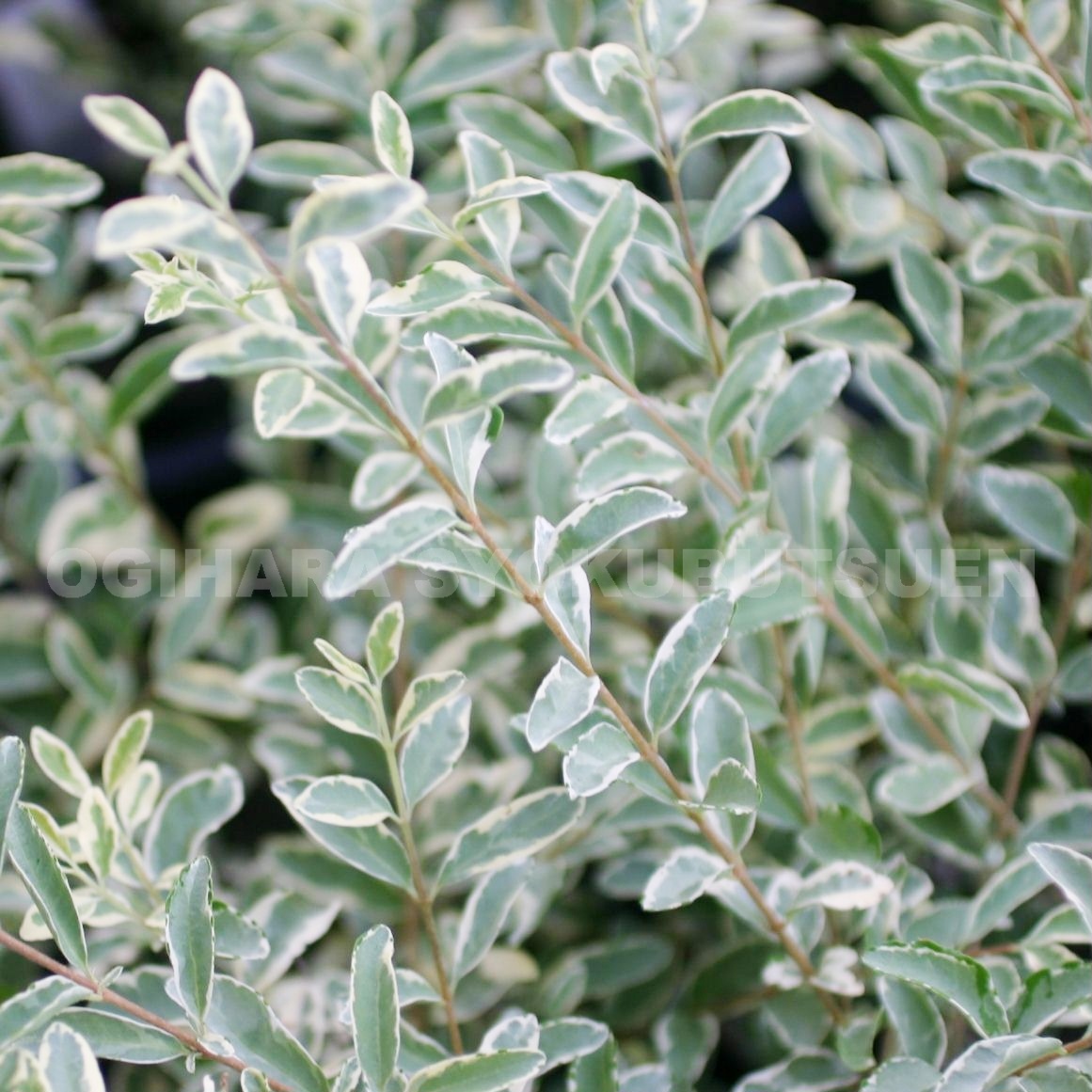 楽天市場】ウエストリンギア 'スモーキー' : おぎはら植物園