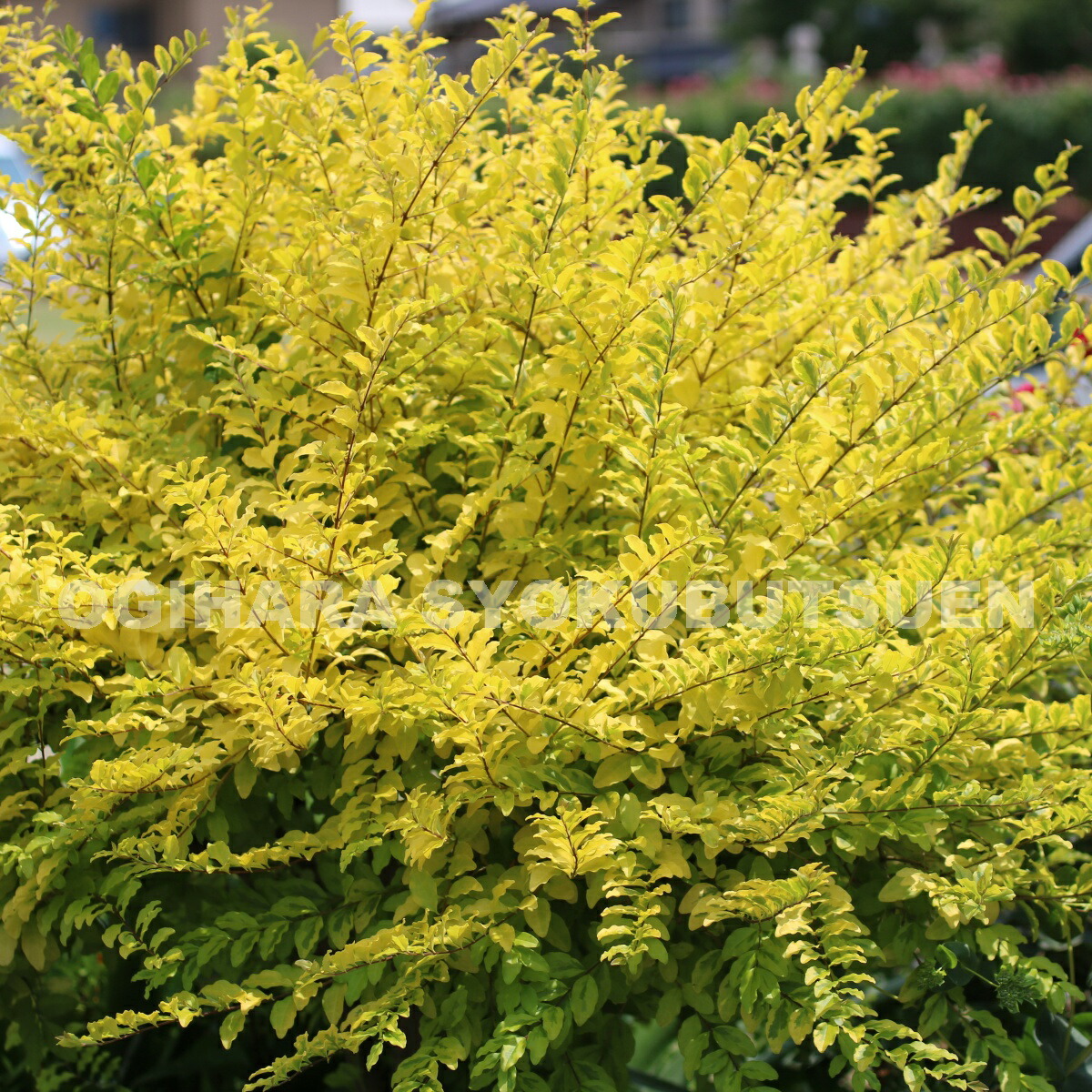 楽天市場 ロニセラ レモンビューティ おぎはら植物園