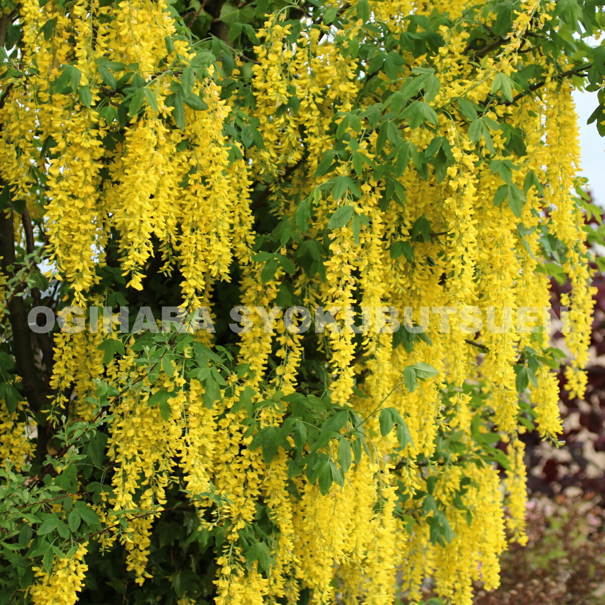 楽天市場 キングサリ ボッシー おぎはら植物園