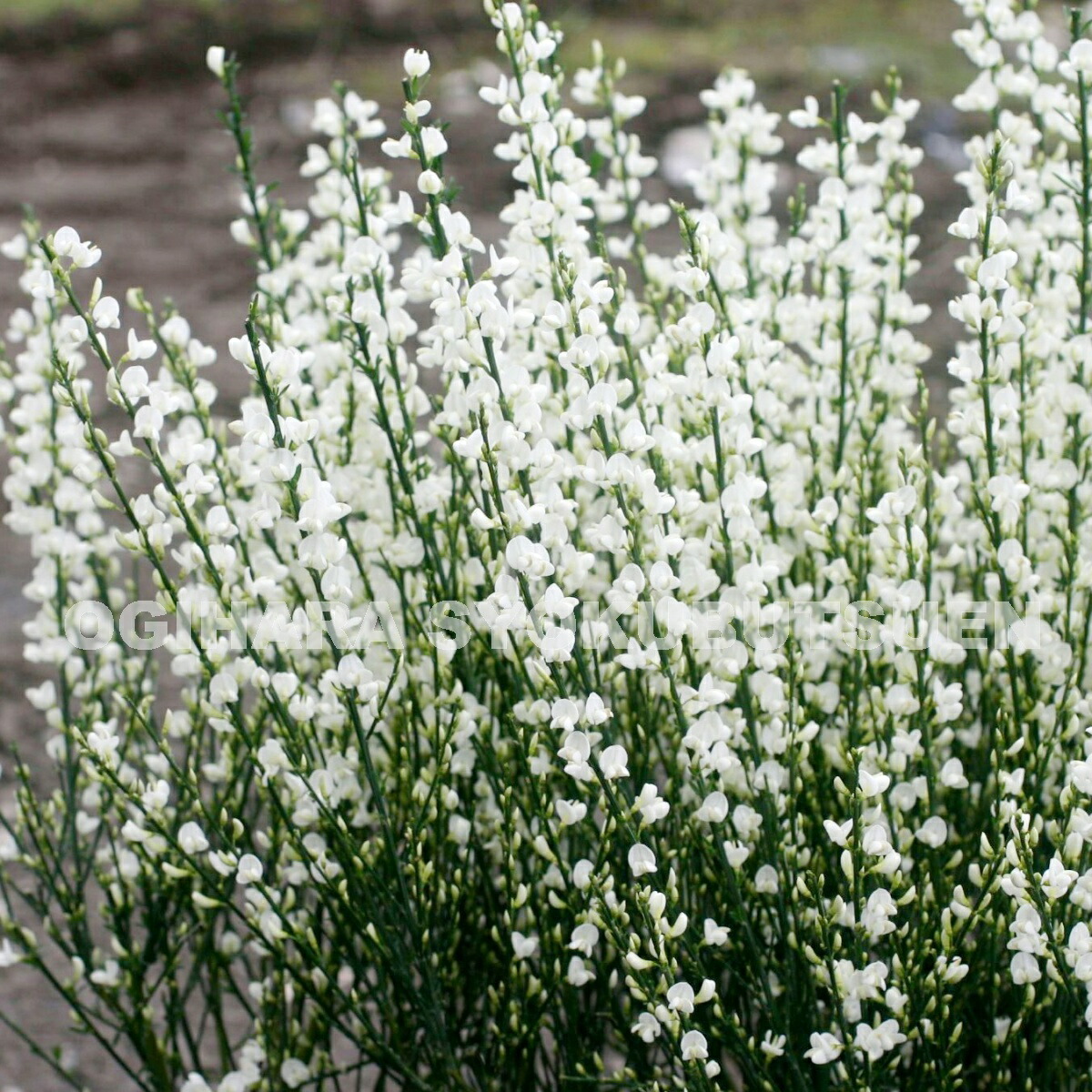 楽天市場 白花エニシダ アルブス おぎはら植物園