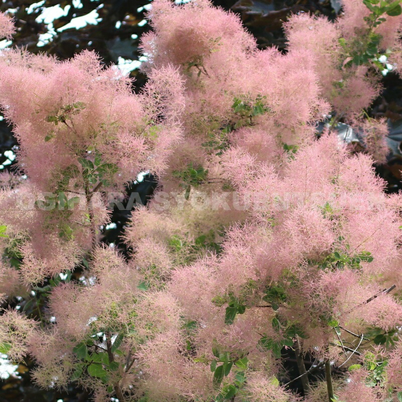 楽天市場】スモークツリー 'ルブリフォリウス' : おぎはら植物園