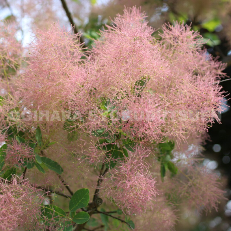 楽天市場】スモークツリー 'ピンク エンジェル' : おぎはら植物園