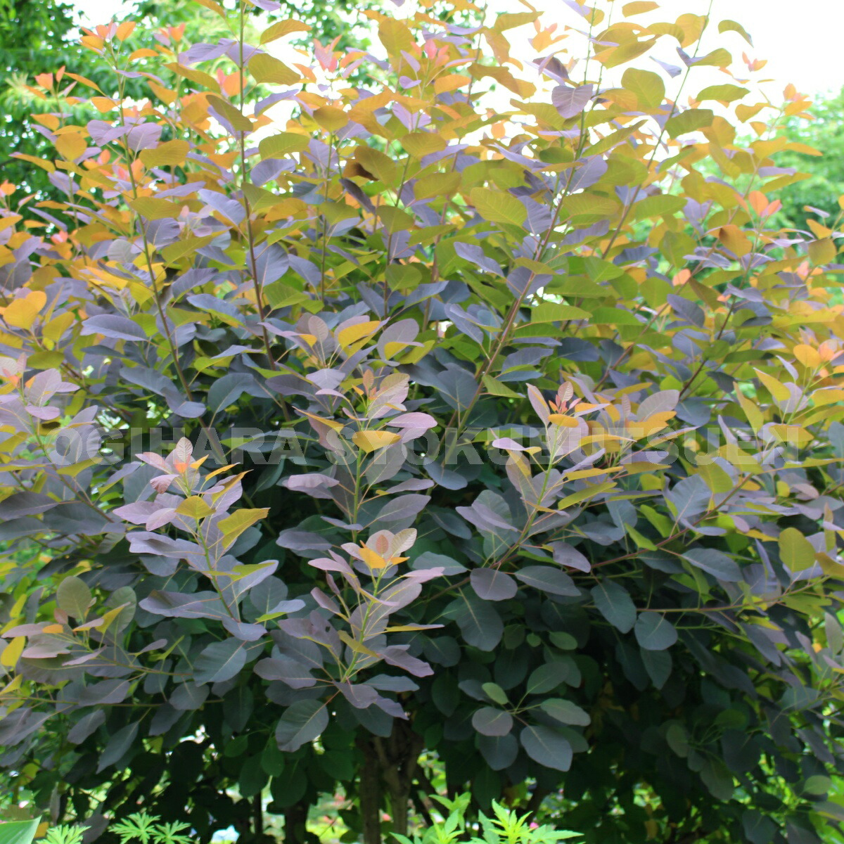 楽天市場 スモークツリー グレース おぎはら植物園