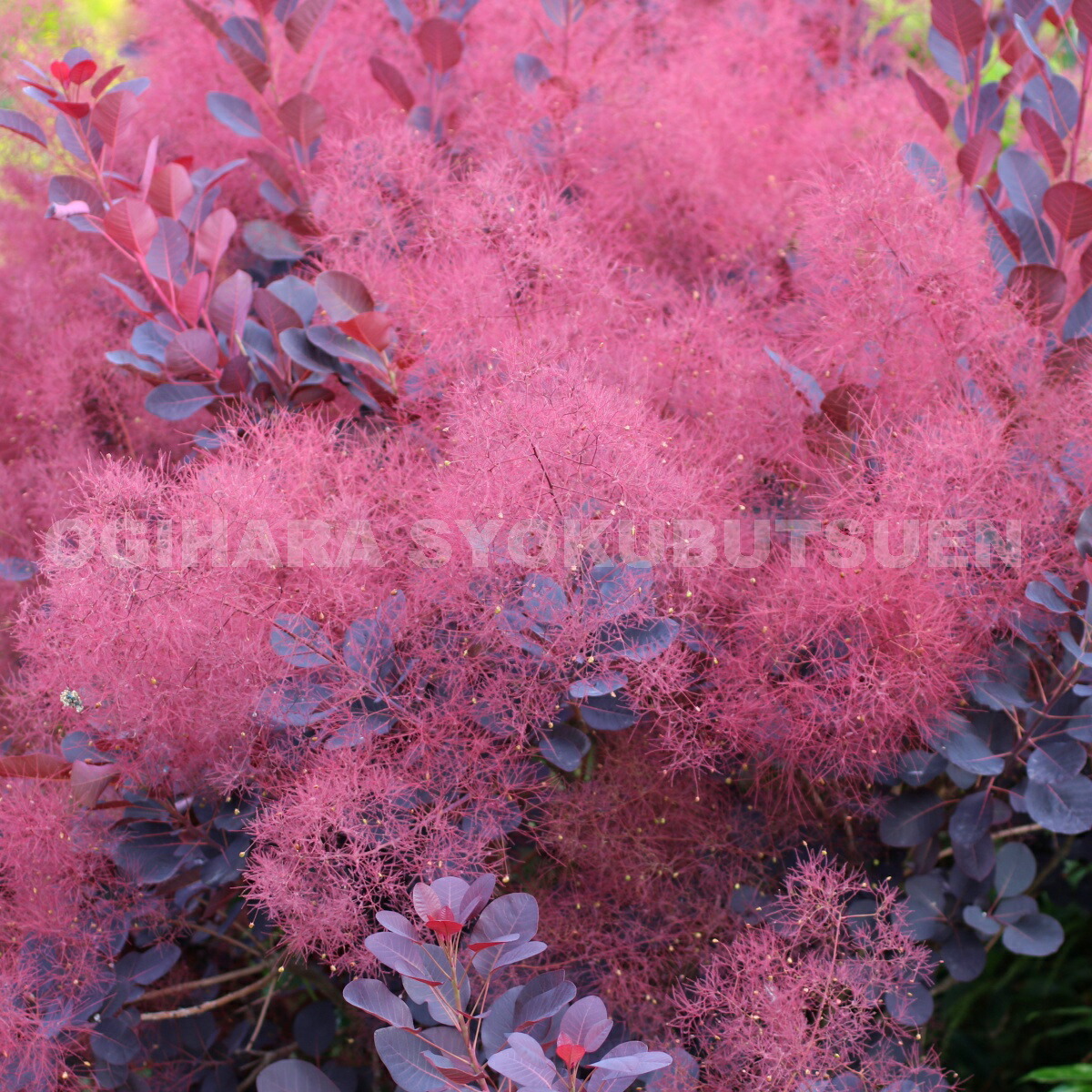 楽天市場 スモークツリー ベルベットクローク おぎはら植物園