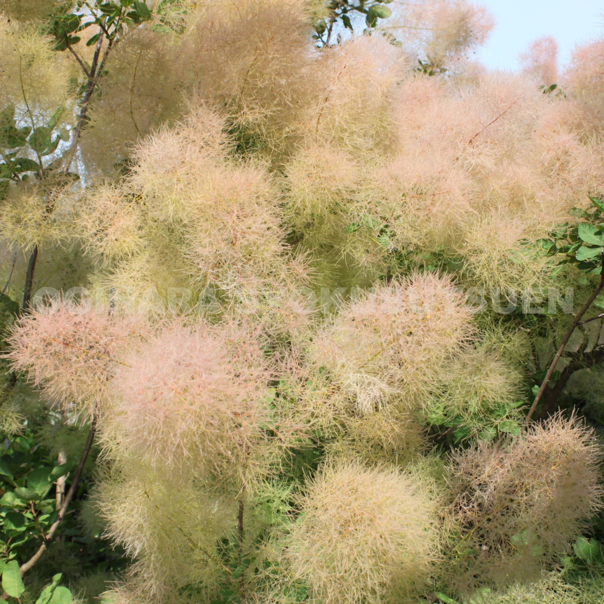 楽天市場 スモークツリー ヤングレディ Pvp おぎはら植物園