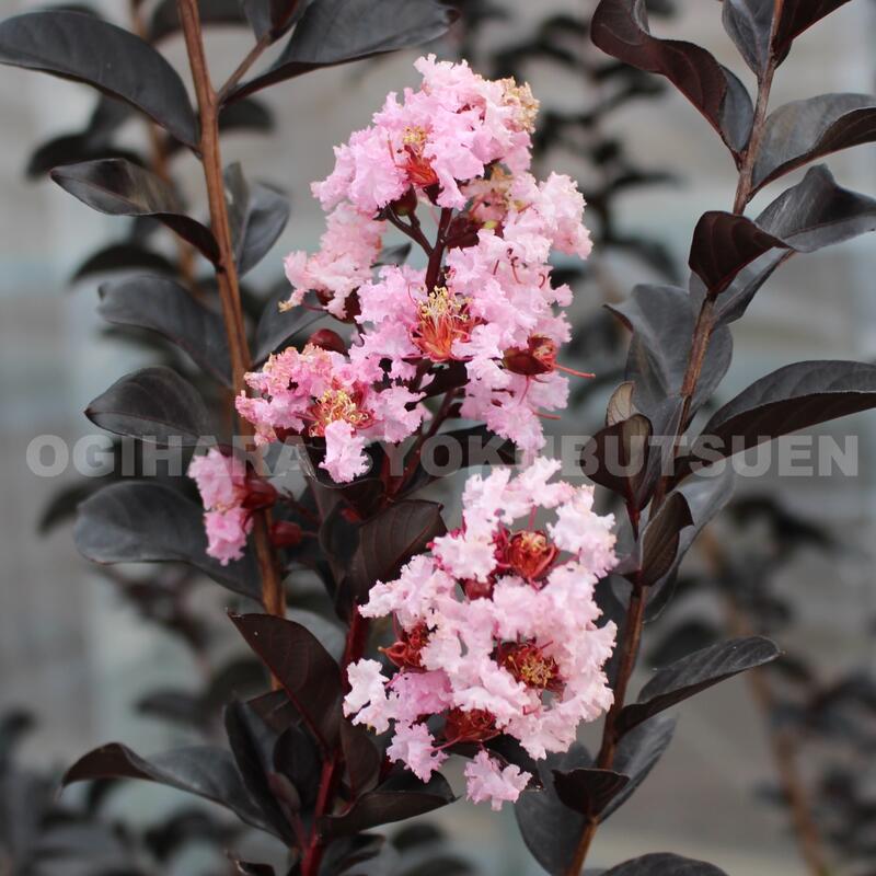 サルスベリ　ブラックパールホワイト　/ 544 楽天市場】サルスベリ 'ブラックパール ホワイト'(R) : おぎはら