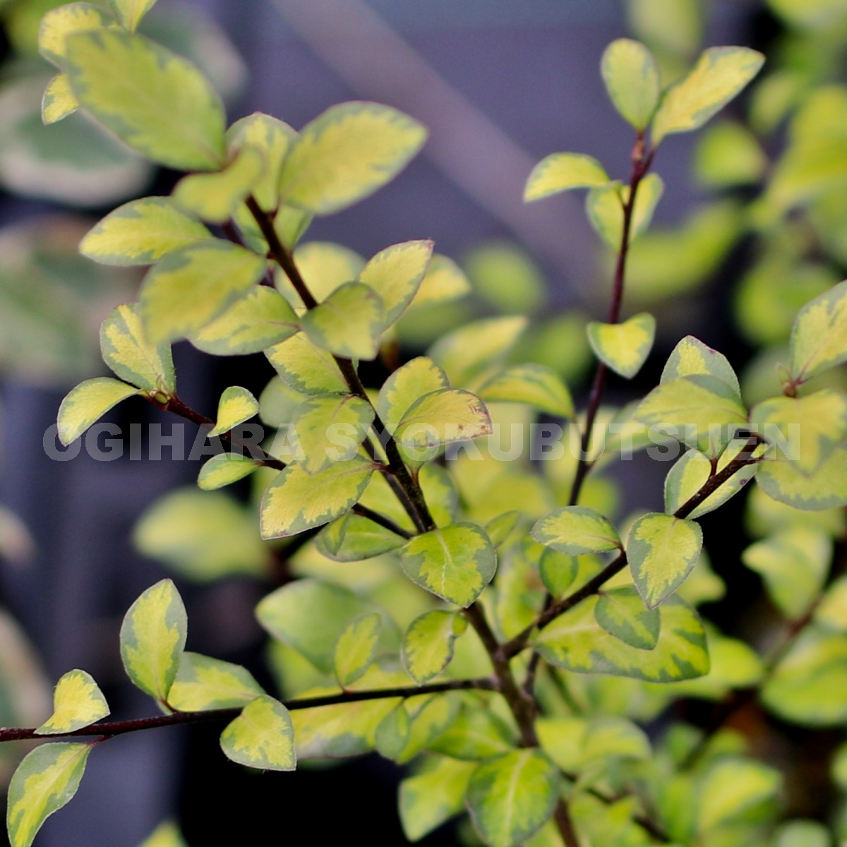 楽天市場 ロニセラ レモンビューティ おぎはら植物園