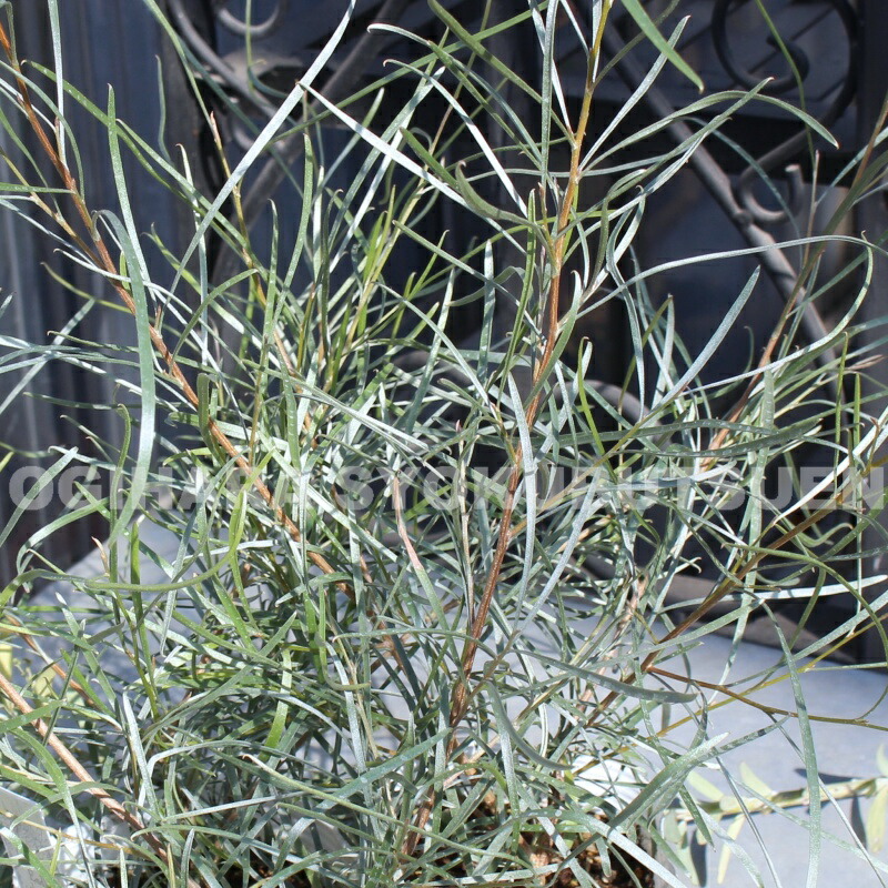 楽天市場】ダシリリオン ウィーレリ : おぎはら植物園