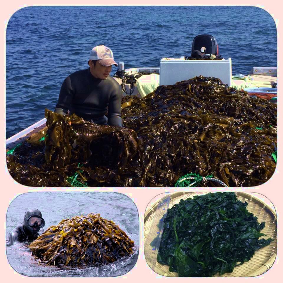 淡路アイランド 天然にわかめ 紀淡掘割り 由良 国産 厚い 湯どうし塩化ナトリウム蔵生わかめ 塩わかめ 1種目籾殻つきです150g 21 お水でもどしてください 大鍋使道わかめ 天婦羅用わかめ 送料無料 セット 賜り物対応してい早熟ん Cannes Encheres Com