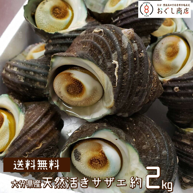楽天市場 大分県 佐賀関 津久見の保戸島産 天然活きサザエ 約2kg入り つぼ焼きビッグサイズ 1個130 180gサイズ さざえ クール便送料無料 代引き不可 おぐし商店楽天市場店