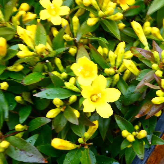 楽天市場】パールアカシア 苗 5号鉢 アカシア 苗木 シンボルツリー