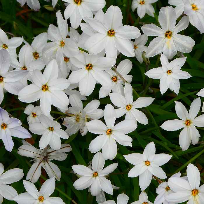 楽天市場】花苗 カラス葉 ニガナ 1鉢5号 【お届け中】 カラスバニガナ