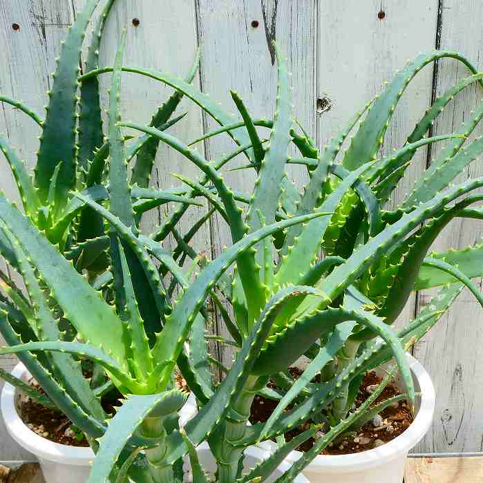 アロエ32鉢まとめセット　傷あり　第四種 楽天市場】アロエ 5号鉢 苗 木立アロエ 鉢植え 2株植え 医者いらず