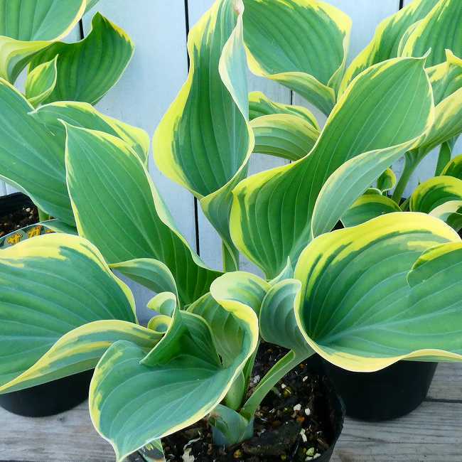 楽天市場 苗 ギボウシ 寒河江 4 5号 大苗 大型種 サガエ ホスタ 宿根草 多年草 日陰向き 斑入り 黄斑 0413 お花処 昌山園 楽天市場店