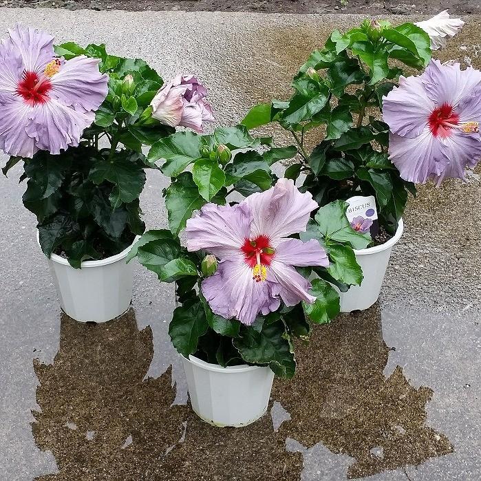 ayakotoです♪6鉢価格！ハイビスカス　デニムブルー　ビーチボール　苗 ハイビスカス『デニムブルー』 | saquesifone|花で日常に彩りを