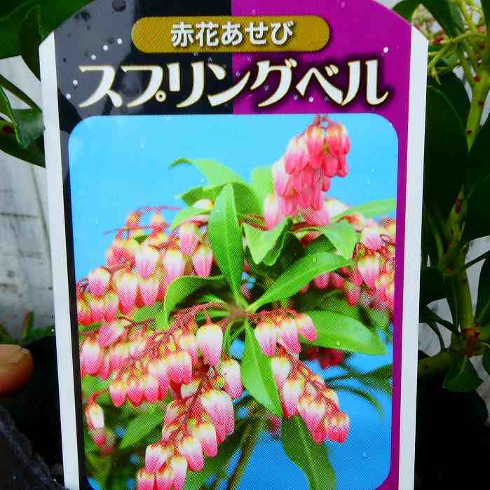 アセビ苗木 赤 超大株 超大株 赤 アセビ苗木