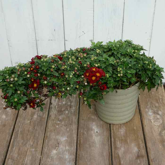 楽天市場】菊（キク、きく）花火菊 チェルシー 7.5cm ポット苗 2