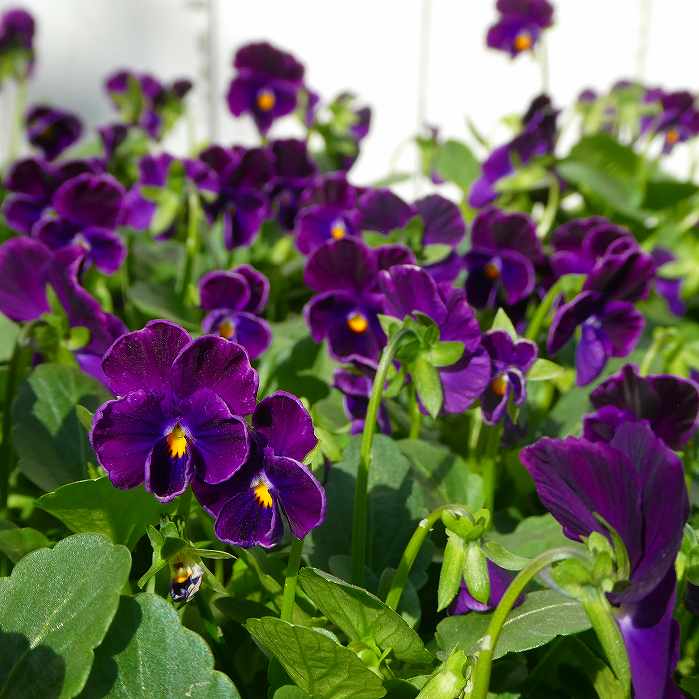 楽天市場】ビオラ 苗 モルフォ 3.5号 青黄色 花 冬の花苗 花壇苗