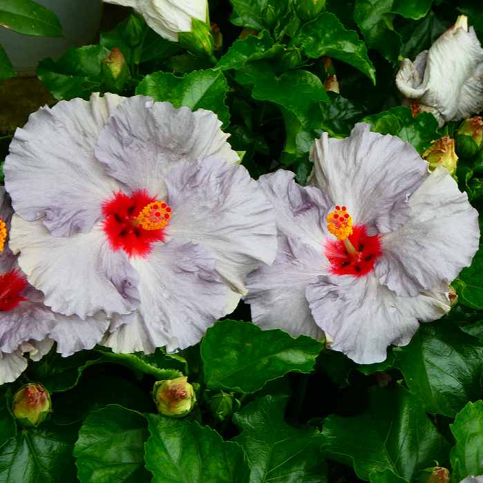 ayakotoです♪6鉢価格！ハイビスカス デニムブルー ビーチボール 苗