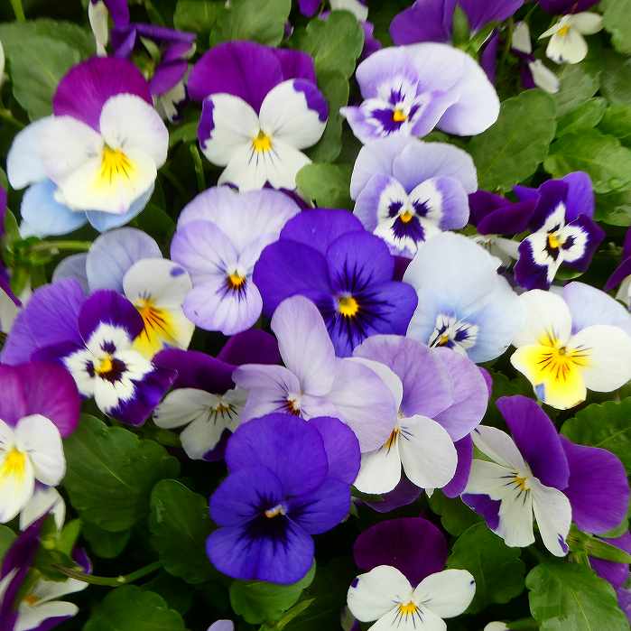 楽天市場】ビオラ 苗 ブルー〜パープル〜ピンク系 青花 紫花 ピンク花