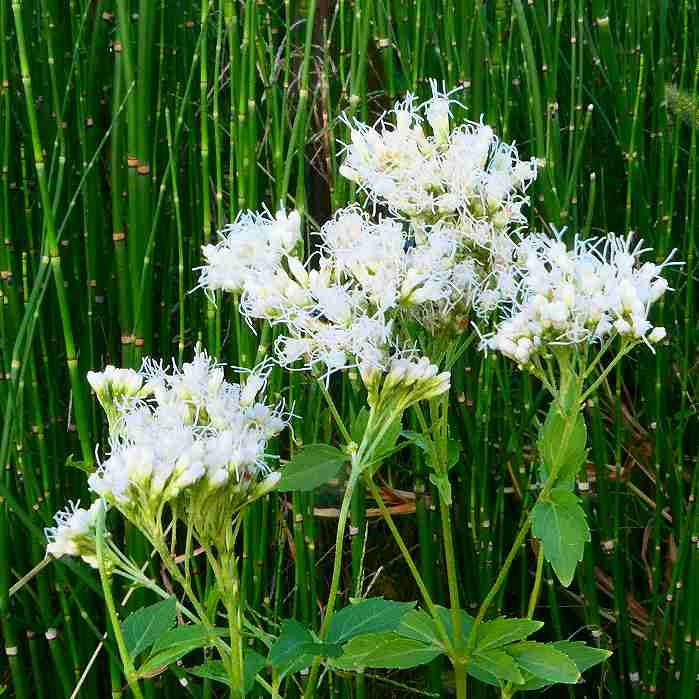 山野草 藤袴ガチャ⑩ 白いフジバカマ 抜き苗 山野草 藤袴ガチャ⑩ 白いフジバカマ 抜き苗 - メルカリ
