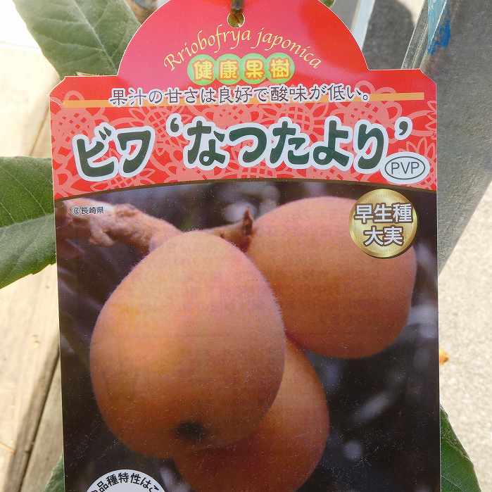 楽天市場】【選べる現品】斑入り枇杷の木（フイリビワ） 苗木