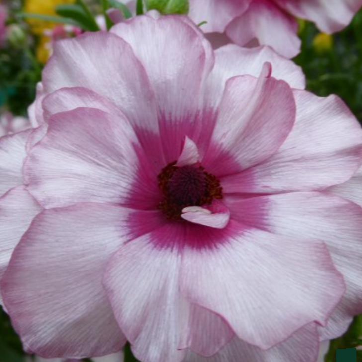 ラナンキュラスラックス苗、 ラナンキュラス ラックス ティーバ3．5号ロングポット1株（苗 幾つ