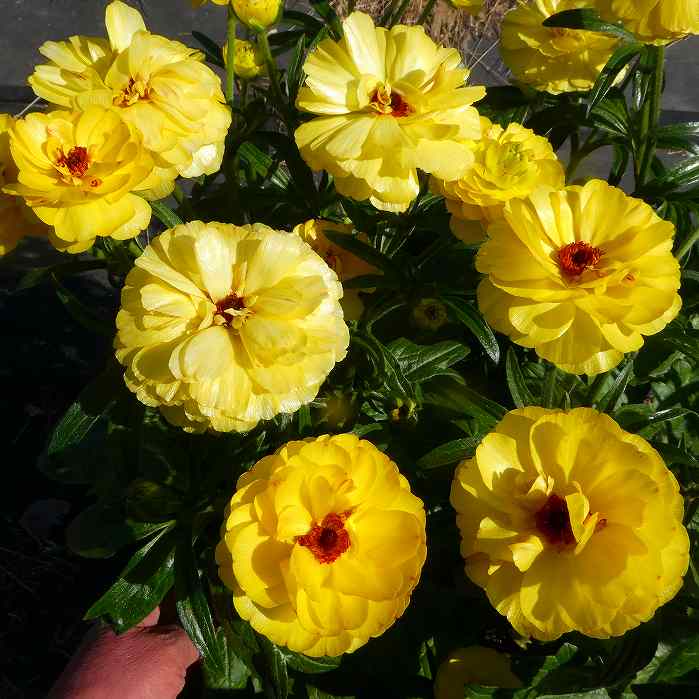 楽天市場】ラナンキュラス ラックス ハリオス 4号ポット 苗 耐寒性